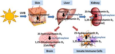 Vitamin D as a Risk Factor for Multiple Sclerosis: Immunoregulatory or Neuroprotective?